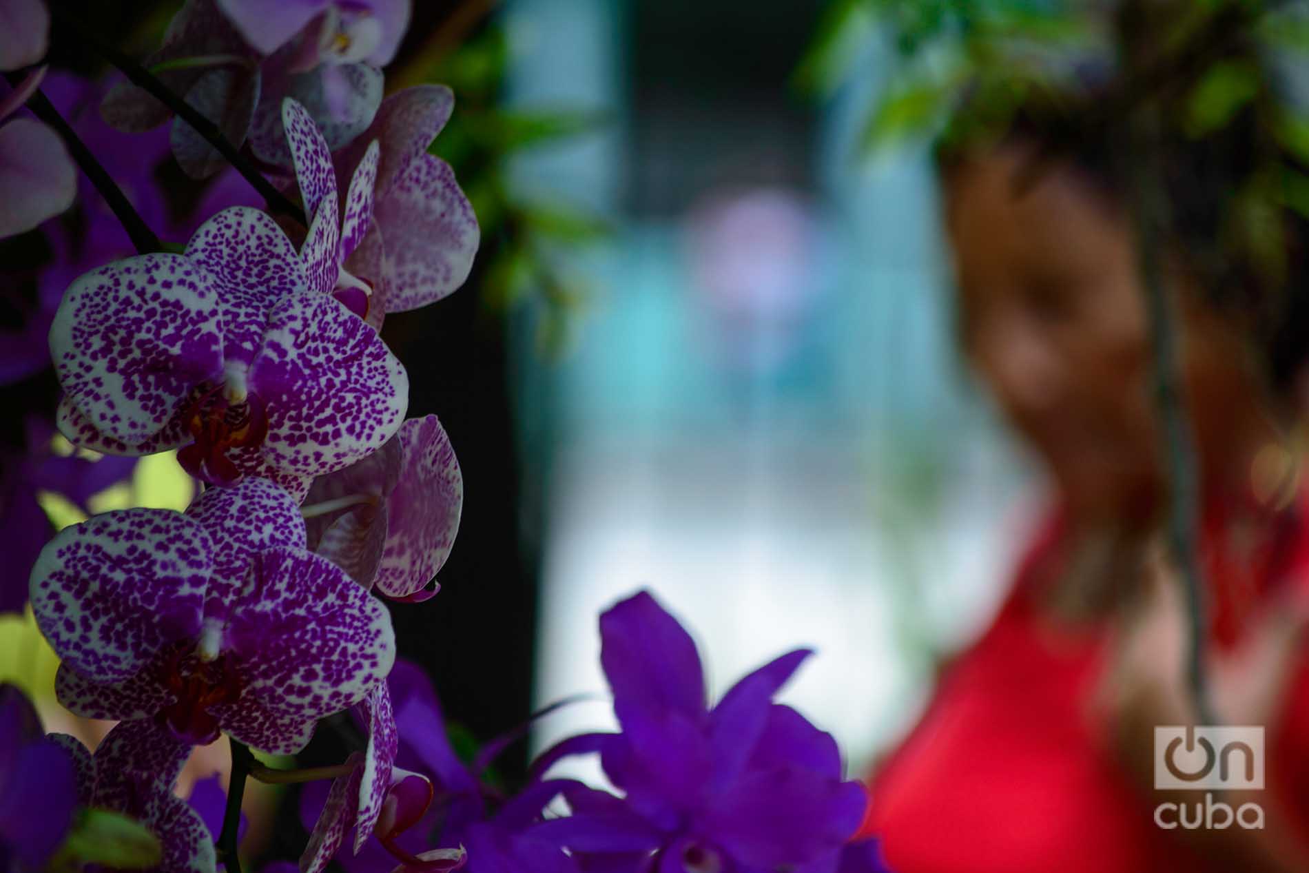 Orquídeas en La Habana | OnCubaNews
