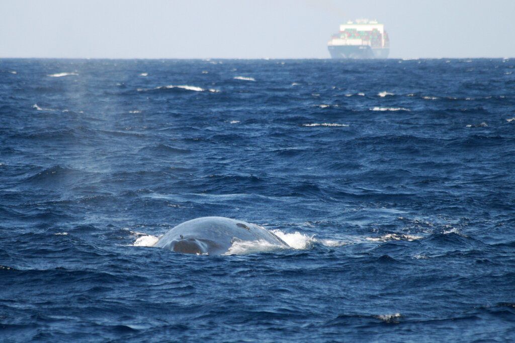 Imagen proporcionada por el Fondo Internacional para el Bienestar Animal muestra a una ballena azul nadando en Sri Lanka mientras un buque de cargo aparece al fondo. Foto: Tim Lewis / Fondo Internacional para el Bienestar Animal vía AP / Archivo.