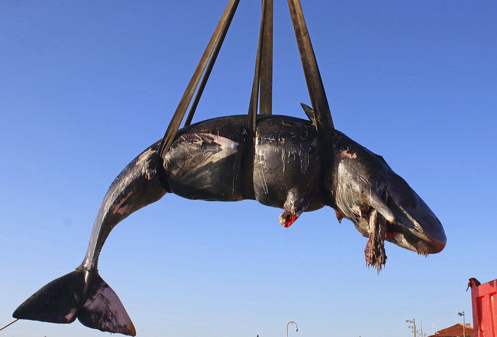 Fotografía del viernes 29 de marzo de 2019 proporcionada por SEAME Sardinia Onlus de una ballena siendo colocada en un camión después de recuperarla de la isla de Cerdeña, Italia. Foto: SEAME Sardinia Onlus vía AP.