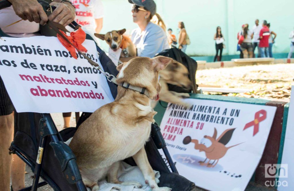 Mili en el Parque El Quijote, antes de la partida de la marcha contra el maltrato animal, el 7 de abril de 2019 en La Habana. Foto: Otmaro Rodríguez.