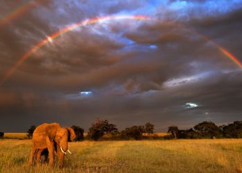 Elefante africano (Loxodonta africana) en , Masai Mara GR, Kenya.