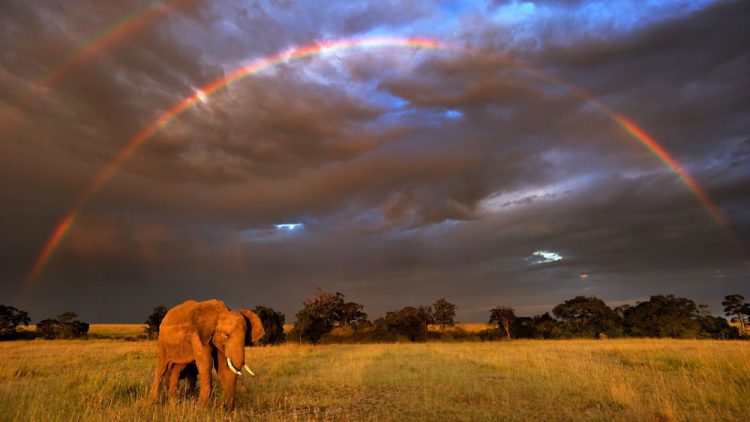 Elefante africano (Loxodonta africana) en , Masai Mara GR, Kenya.