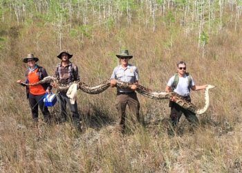 Foto: Big Cypress National Preserve en Facebook.