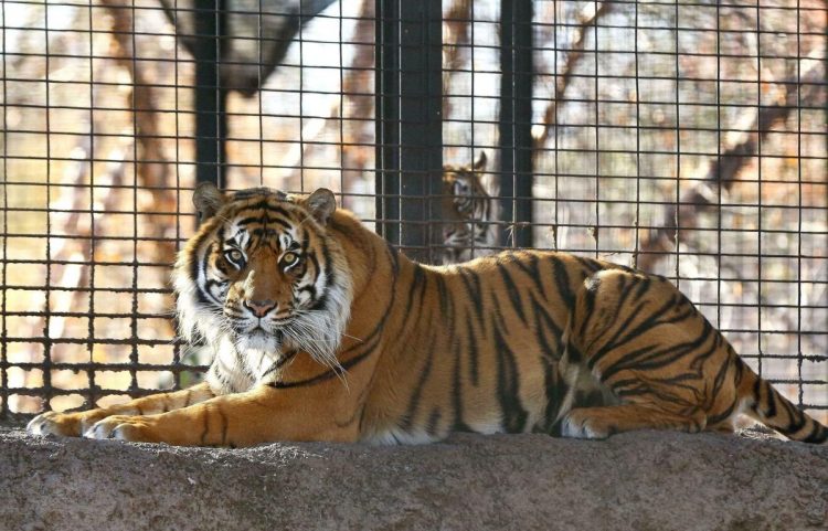 Sanjiv, el tigre de Sumatra del Zoológico de Topeka en Kansas. Foto: tucson.com