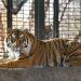 Sanjiv, el tigre de Sumatra del Zoológico de Topeka en Kansas. Foto: tucson.com