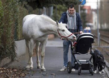 Jenny, la yegua que anda suelta por las calles de Fráncfort, Alemania, causando asombro entre sus habitantes, el 8 de marzo del 2019. Foto: Boris Roessler / dpa vía AP.