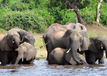 Elefantes tomando agua en el Parque Nacional Chobe en Botsuana, el 3 de marzo de 2013. Foto: Charmaine Noronha / AP.