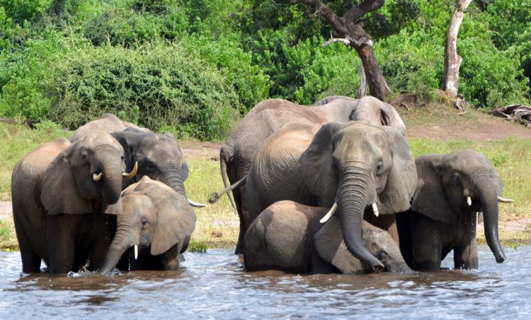 Elefantes tomando agua en el Parque Nacional Chobe en Botsuana, el 3 de marzo de 2013. Foto: Charmaine Noronha / AP.
