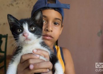 Niño en el refugio de gatos de Lis Núñez en Guanabacoa. Foto: Otmaro Rodríguez.