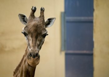 Una jirafa mira a cámara desde su recinto en el Zoológico de Barcelona, 15 de mayo de 2019. Foto: Renata Brito / AP.