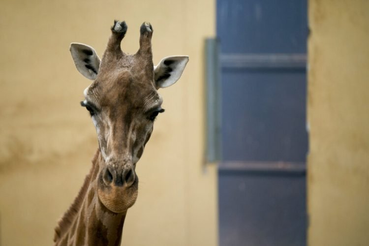 Una jirafa mira a cámara desde su recinto en el Zoológico de Barcelona, 15 de mayo de 2019. Foto: Renata Brito / AP.