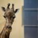Una jirafa mira a cámara desde su recinto en el Zoológico de Barcelona, 15 de mayo de 2019. Foto: Renata Brito / AP.