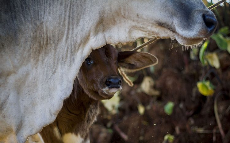 Una vaca y su cría en Cuba. Foto: Fernando Medina.