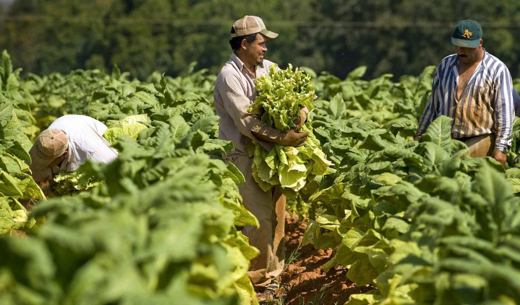 Jornaleros mexicanos recolectando tabaco en Carolina del Norte. Foto: nacion321.com