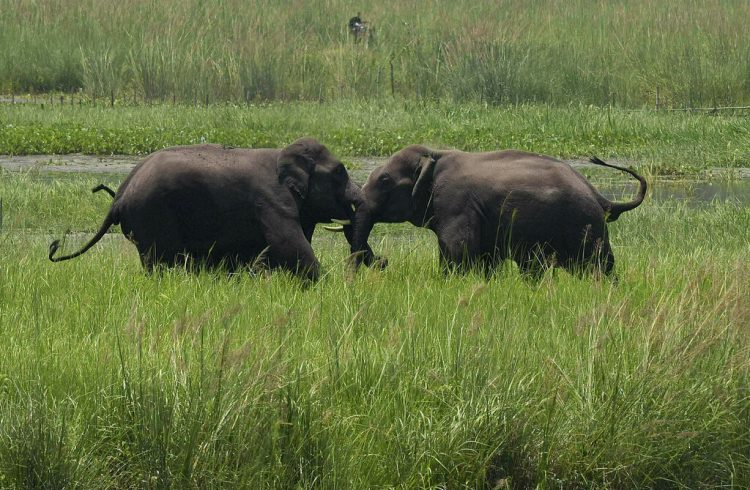 Dos elefantes salvajes, llegados con una manada a un humedal cerca de la estación de tren de Thakurkuchi, a las afueras de Gauhati, Assam, India, el 7 de junio de 2017. Foto: Anupam Nath / AP.