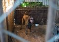 Los animales más agresivos permanecen separados en el refugio de perros de Venus y Ernesto en Mulgoba, al oeste de La Habana. Foto: Otmaro Rodríguez.