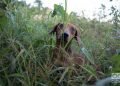 Refugio de perros de Venus y Ernesto en Mulgoba, al oeste de La Habana. Foto: Otmaro Rodríguez.