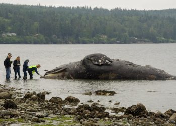 Autoridades examinan una ballena en descomposición que llegó a la costa el martes 28 de mayo de 2019 en Port Ludlow, Washington. Foto: Mario Rivera / AP.