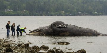 Autoridades examinan una ballena en descomposición que llegó a la costa el martes 28 de mayo de 2019 en Port Ludlow, Washington. Foto: Mario Rivera / AP.