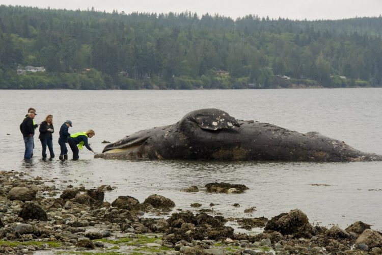 Autoridades examinan una ballena en descomposición que llegó a la costa el martes 28 de mayo de 2019 en Port Ludlow, Washington. Foto: Mario Rivera / AP.
