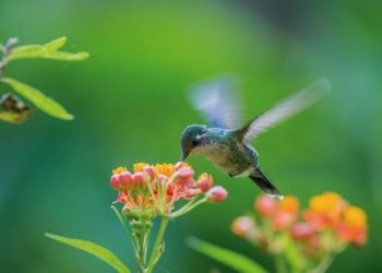 Ver volar a un colibrí es un verdadero espectáculo visual. Foto: Tomada de México Desconocido