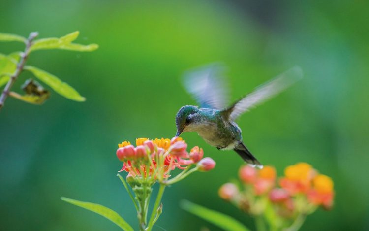 Ver volar a un colibrí es un verdadero espectáculo visual. Foto: Tomada de México Desconocido