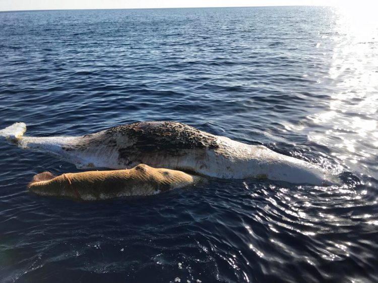 Una cachalote y su cría, atrapadas en una red de pesca, flotan muertas en el mar Tirreno en la costa de Italia, el jueves 20 de junio de 2019. Foto: Italian Coast Guard/Marevivo vía AP.