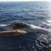Una cachalote y su cría, atrapadas en una red de pesca, flotan muertas en el mar Tirreno en la costa de Italia, el jueves 20 de junio de 2019. Foto: Italian Coast Guard/Marevivo vía AP.
