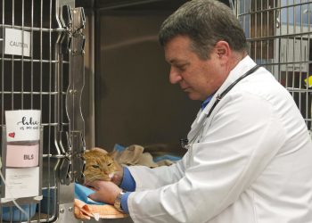 Richard Goldstein, médico en jefe del Centro Médico para Animales, revisando a uno de sus pacientes en la clínica del hospital en en Nueva York, el viernes 20 de mayo del 2016. Foto: Mary Altaffer / AP.