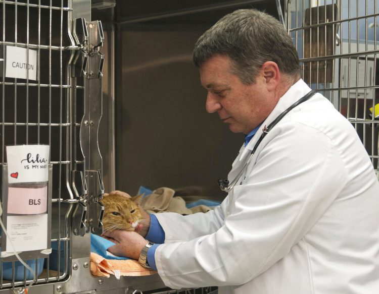 Richard Goldstein, médico en jefe del Centro Médico para Animales, revisando a uno de sus pacientes en la clínica del hospital en en Nueva York, el viernes 20 de mayo del 2016. Foto: Mary Altaffer / AP.