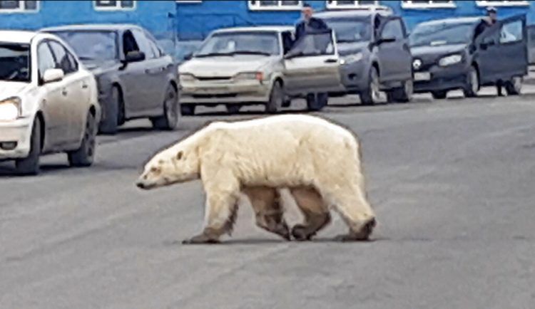 Esta imagen tomada de un video publicado por @putoranatour/Oleg Krashevsky el 17 de junio de 2019 muestra un oso polar cruzando una calle en Norilsk, Rusia. Un oso polar demacrado ha sido avistado en una ciudad industrial en Siberia, muy al sur de su territorio de caza habitual.