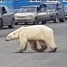 Esta imagen tomada de un video publicado por @putoranatour/Oleg Krashevsky el 17 de junio de 2019 muestra un oso polar cruzando una calle en Norilsk, Rusia. Un oso polar demacrado ha sido avistado en una ciudad industrial en Siberia, muy al sur de su territorio de caza habitual.