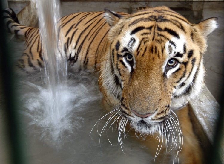 En esta imagen de archivo, un tigre se refresca en su recinto en el zoo de Ahmadabad, India. Foto: Ajit Solanki / AP / Archivo.
