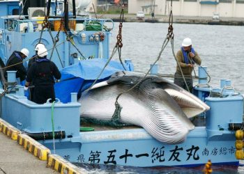 Una ballena es descargada en el puerto de Kushiro, en el extremo norte de la isla de Hokkaido, Japón, el lunes 1 de julio de 2019. Foto: Masanori Takei / Kyodo News vía AP.