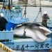 Una ballena es descargada en el puerto de Kushiro, en el extremo norte de la isla de Hokkaido, Japón, el lunes 1 de julio de 2019. Foto: Masanori Takei / Kyodo News vía AP.