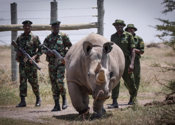 Escoltada por guardabosques y cuidadores la rinoceronte blanca de diecinueve años Fatu, una de las dos últimas de su especie, camina hacia la zona de pasto en la Reserva Ol Pejeta, a 200 km de la capital de Kenia, Nairobi. Foto: Dai Kurokawa / EFE.