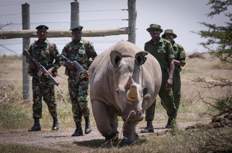 Escoltada por guardabosques y cuidadores la rinoceronte blanca de diecinueve años Fatu, una de las dos últimas de su especie, camina hacia la zona de pasto en la Reserva Ol Pejeta, a 200 km de la capital de Kenia, Nairobi. Foto: Dai Kurokawa / EFE.