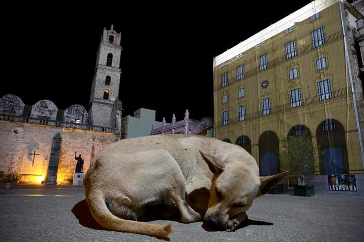 Obra de la serie fotográfica "Tal vez ahora puedan vernos", de Gabriel Guerra Bianchini, dedicada a los animales callejeros de la capital cubana.