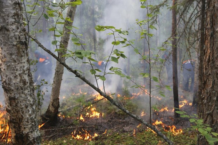 Foto del incendio en la región de Krasnoyarsk en Rusia el 3 de agosto del 2019.  Foto: Ministerio de Situaciones de Emergencia, Región  Krasnoyarsk, vía AP.