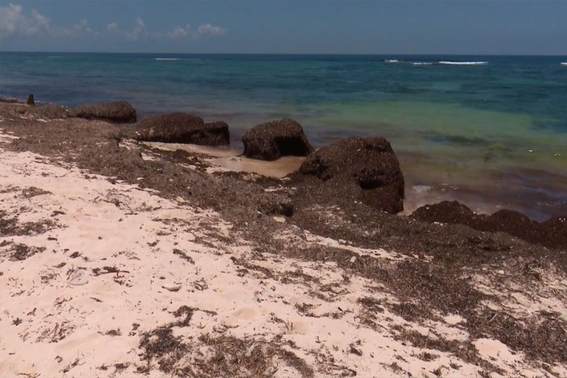 Acumulación de sargazo en la costa de la península de Guanahacabibes. Foto: Belkys Pérez Cruz / Tele Pinar.