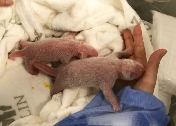 En esta imagen proporcionada por el Zoo de Berlín el lunes 2 de septiembre de 2019, dos pandas gemelos recién nacidos durante su primera asistencia en el zoo tras su nacimiento. Foto: Zoo Berlin/Zoologischer Garten Berlin vía AP.
