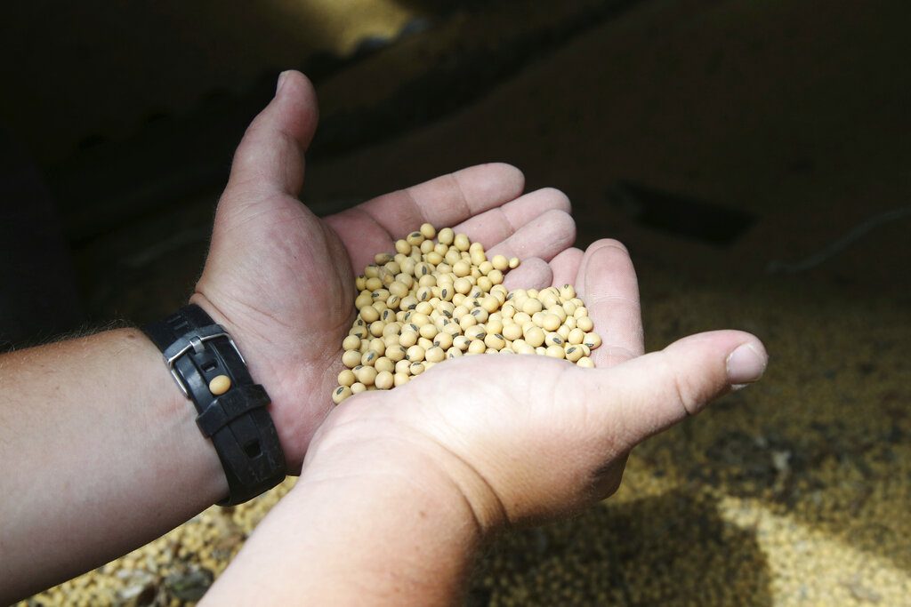 Un agricultor estadounidense muestra un puñado de soya, producto al gobierno chino eliminará el aumento arancelario previsto como parte de su guerra comercial con EE.UU. Foto: Jim Mone / AP / Archivo.