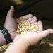 Un agricultor estadounidense muestra un puñado de soya, producto al gobierno chino eliminará el aumento arancelario previsto como parte de su guerra comercial con EE.UU. Foto: Jim Mone / AP / Archivo.