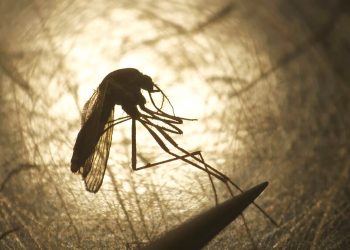 Ejemplar de mosquito examinado en un laboratorio de EEUU. Foto: Rick Bowmer/AP/archivo.