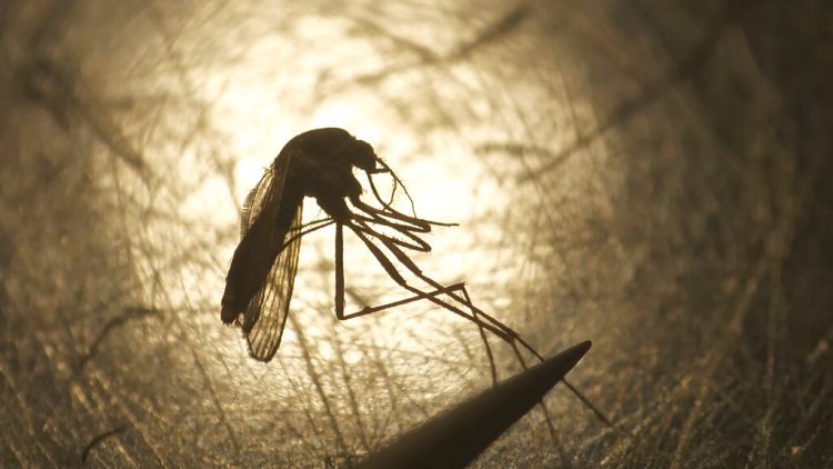 Ejemplar de mosquito examinado en un laboratorio de EEUU. Foto: Rick Bowmer/AP/archivo.