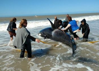 Rescate de orcas en una playa de Argentina, el 16 de septiembre de 2019. Foto: @Cadena3Com / Twitter.