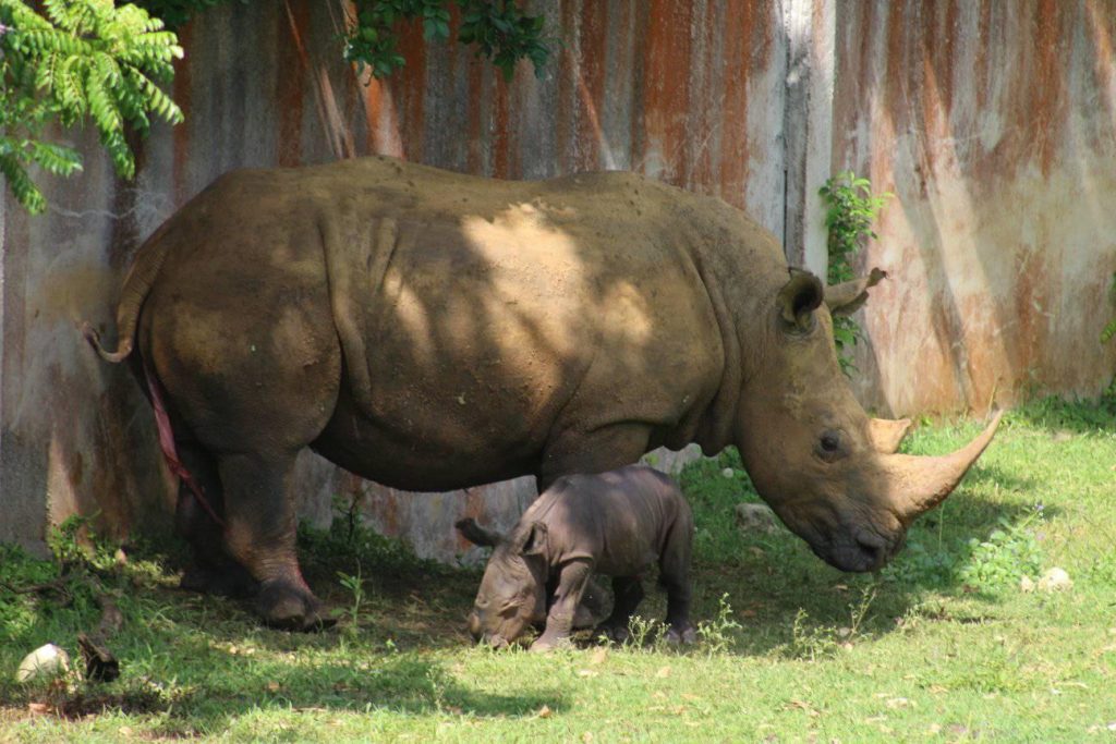 La nueva cría de rinoceronte blanco del Zoológico Nacional de Cuba y su madre. Foto: Parque Zoológico Nacional / Facebook.