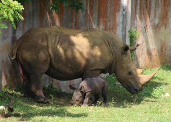 La nueva cría de rinoceronte blanco del Zoológico Nacional de Cuba y su madre. Foto: Parque Zoológico Nacional / Facebook.