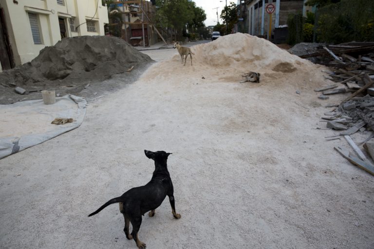 Mi Perro Me Muerde Sin Apretar