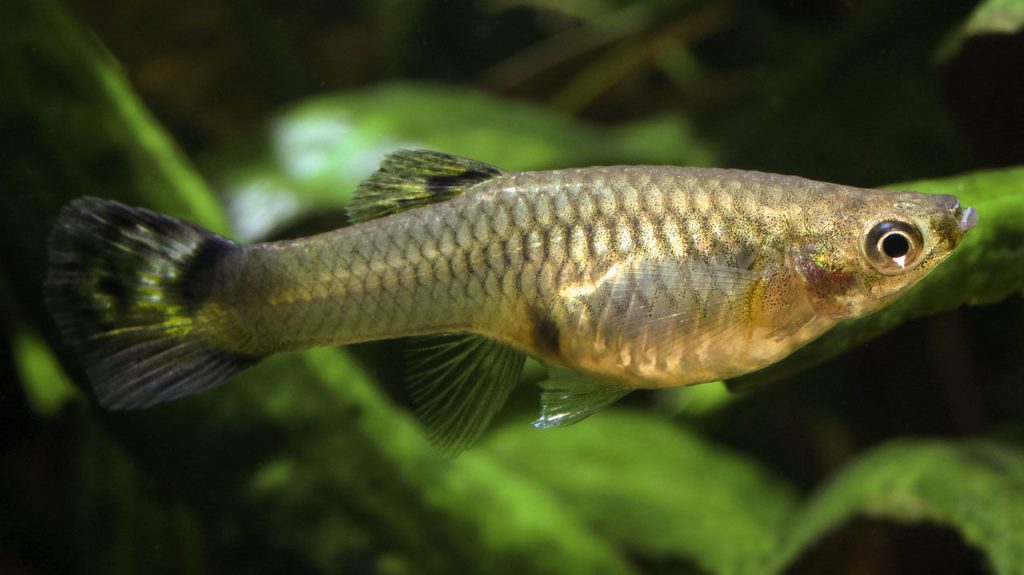 Guppy (Poecilia reticulata). Foto: sciencemag.org